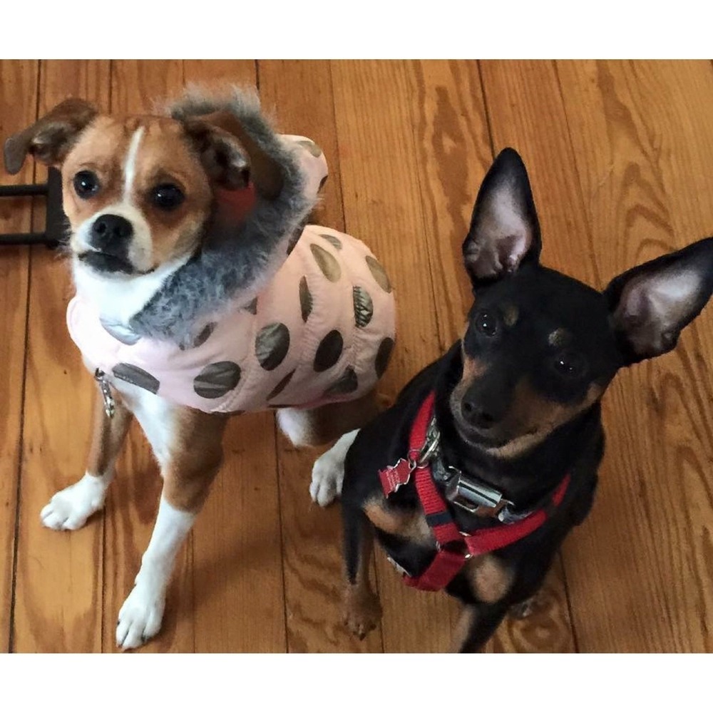 Top Paw Dog Coat Size‎ M Pink Polka Dot